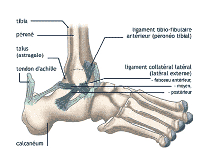 Ligament collatéral latéral de la cheville - Dr Clavé Nice